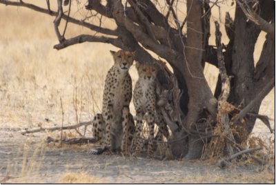 kalahari2008bild042.jpg