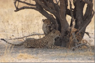 kalahari2008bild043.jpg