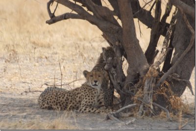 kalahari2008bild046.jpg