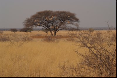 kalahari2008bild053.jpg