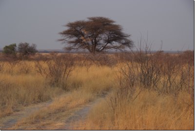 kalahari2008bild054.jpg