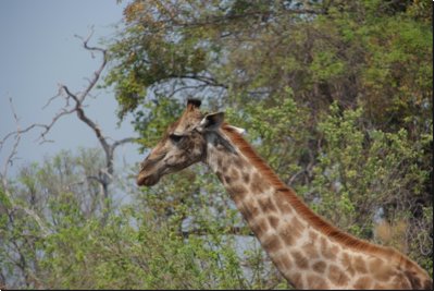 okawango2008bild012.jpg