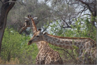 okawango2008bild013.jpg