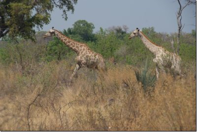 okawango2008bild014.jpg