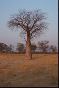 okawango2008bild018.jpg