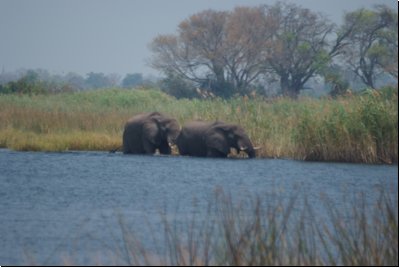 okawango2008bild038.jpg