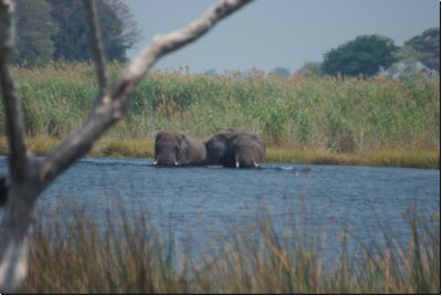 okawango2008bild039.jpg