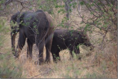 okawango2008bild044.jpg