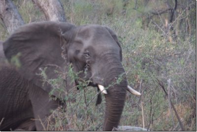 okawango2008bild047.jpg