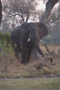 okawango2008bild052.jpg