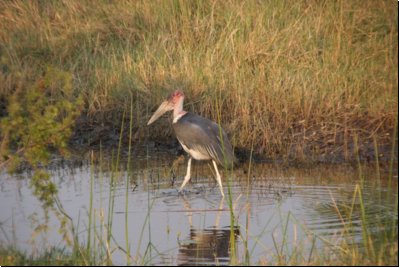 okawango2008bild054.jpg