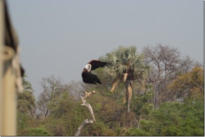 okawango2008bild059.jpg