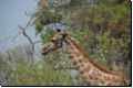 okawango2008bild012.jpg