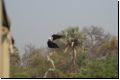 okawango2008bild059.jpg