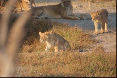 savuti2008bild018.jpg