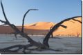 deadvlei2008bild010.jpg