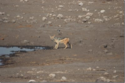 etosha2008bild003.jpg
