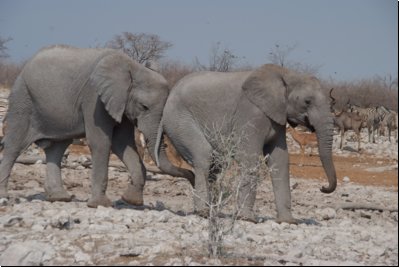 etosha2008bild005.jpg