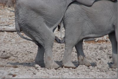 etosha2008bild009.jpg