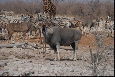 etosha2008bild010.jpg