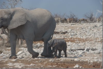 etosha2008bild013.jpg