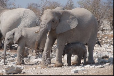 etosha2008bild015.jpg
