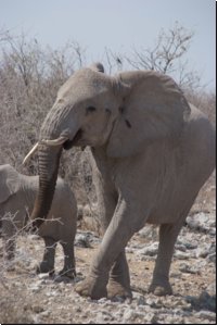 etosha2008bild017.jpg