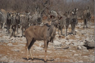 etosha2008bild019.jpg