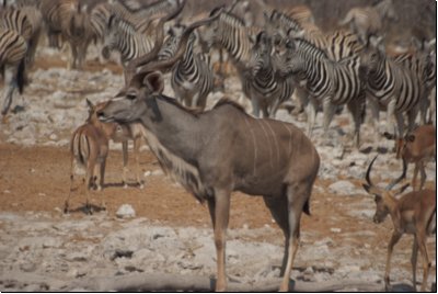 etosha2008bild020.jpg