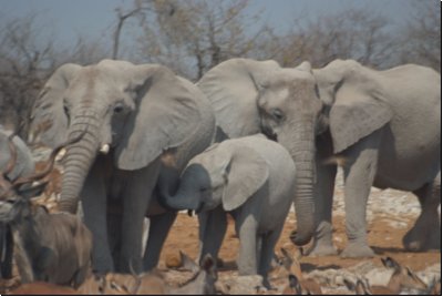etosha2008bild021.jpg