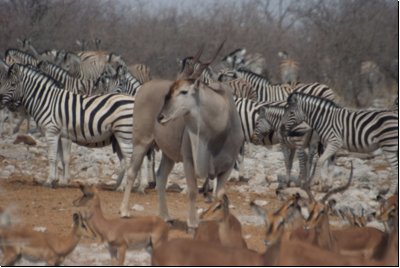 etosha2008bild022.jpg