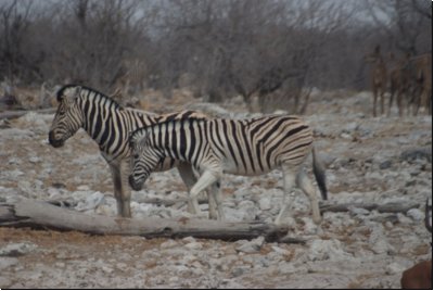 etosha2008bild023.jpg