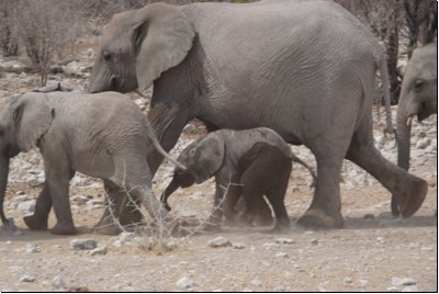 etosha2008bild024.jpg