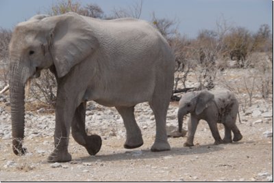 etosha2008bild025.jpg