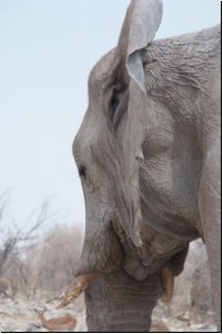 etosha2008bild027.jpg