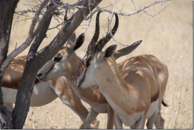 etosha2008bild029.jpg