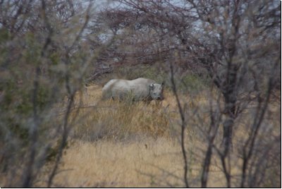 etosha2008bild030.jpg