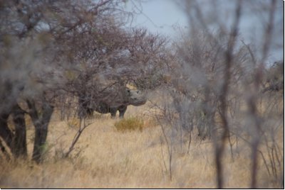 etosha2008bild031.jpg
