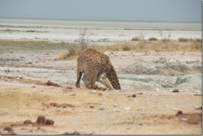 etosha2008bild032.jpg