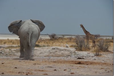etosha2008bild033.jpg