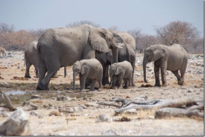 etosha2008bild035.jpg