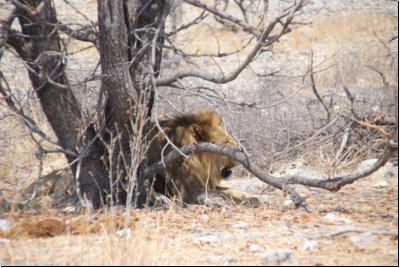 etosha2008bild038.jpg