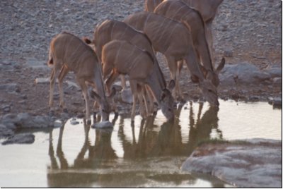 etosha2008bild041.jpg