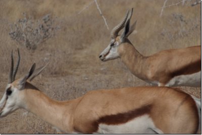 etosha2008bild045.jpg
