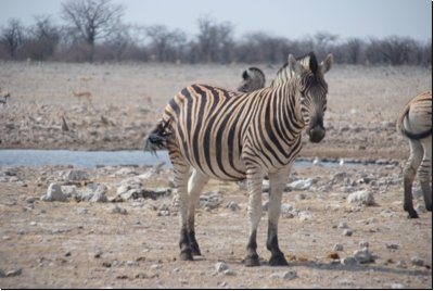etosha2008bild046.jpg