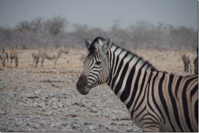 etosha2008bild047.jpg