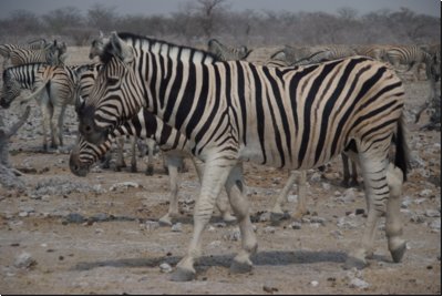 etosha2008bild049.jpg