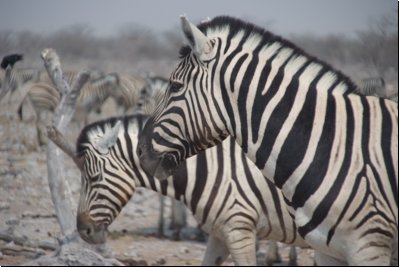 etosha2008bild050.jpg