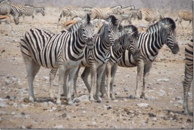etosha2008bild052.jpg