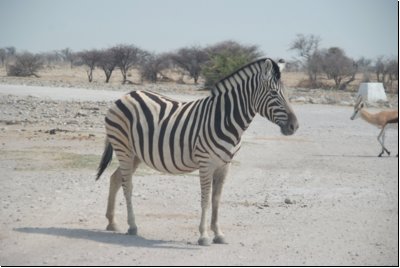 etosha2008bild053.jpg